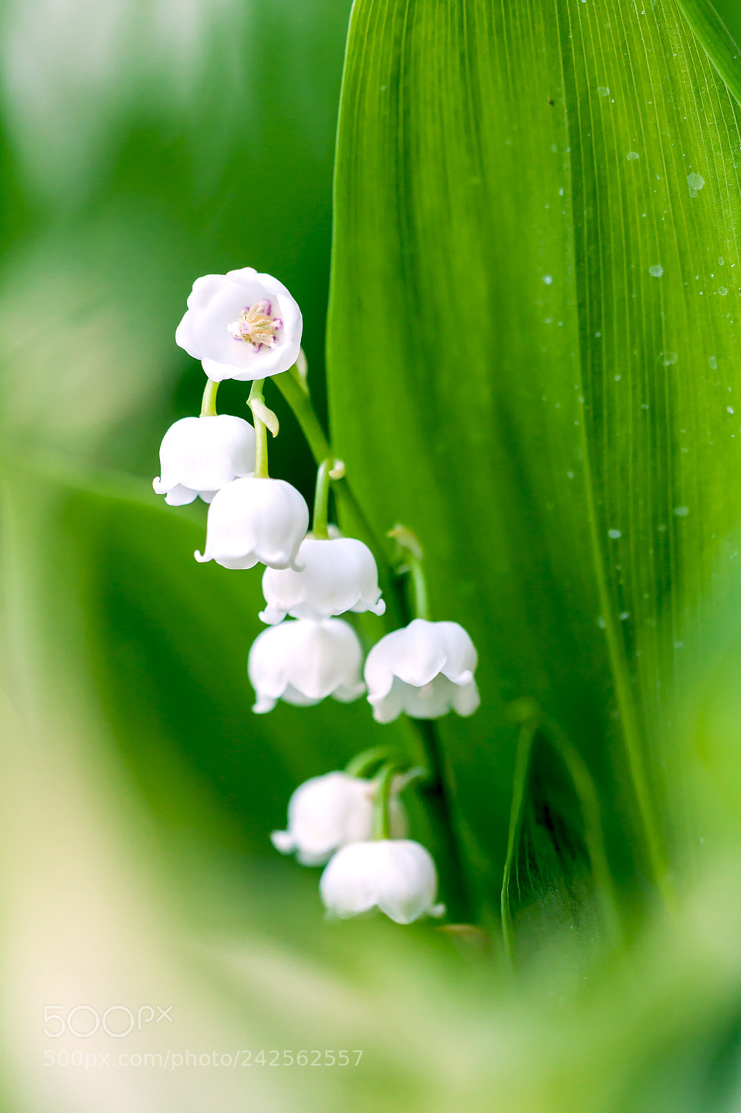 Canon EOS 450D (EOS Rebel XSi / EOS Kiss X2) sample photo. Lily of the valley photography