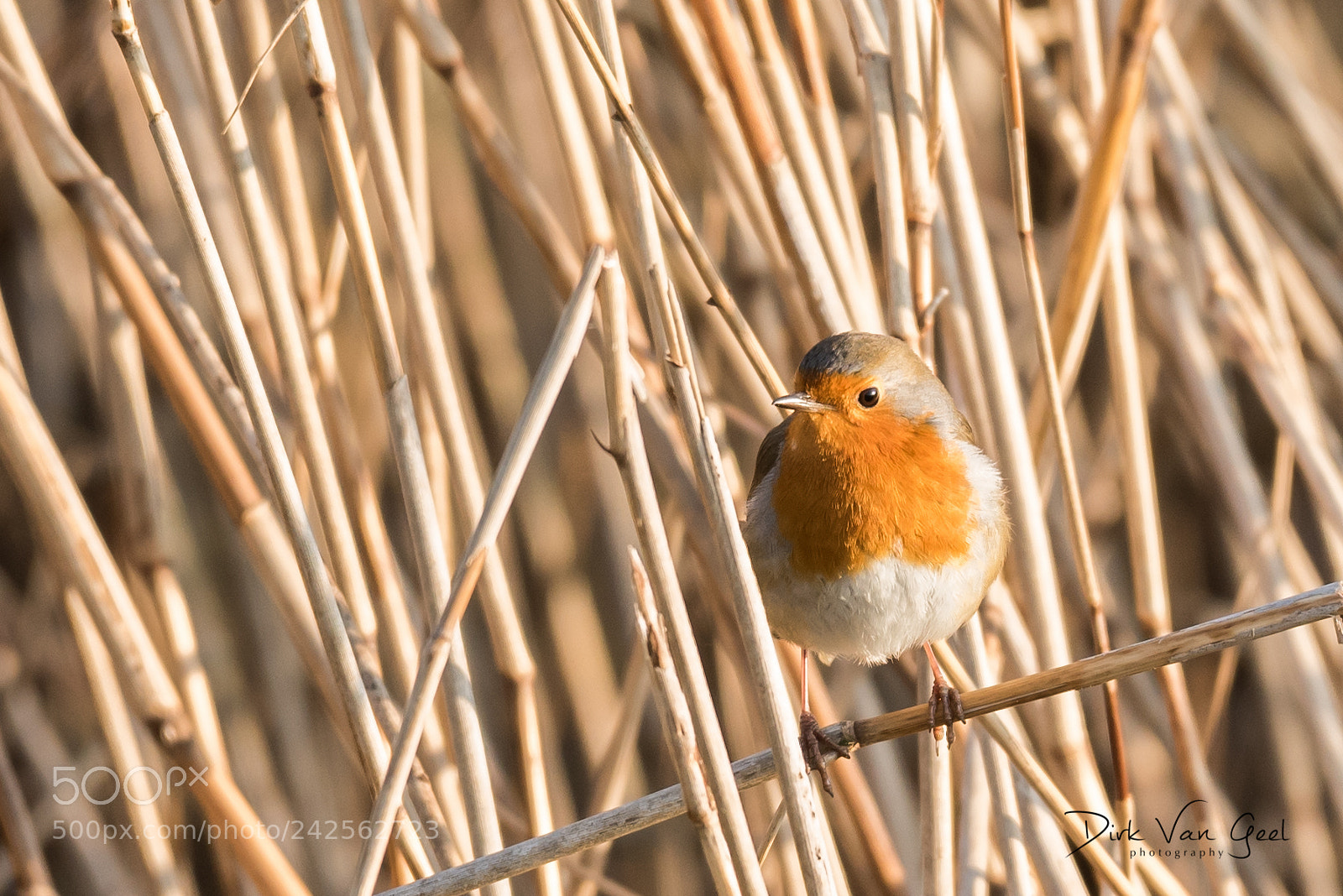Nikon D750 sample photo. Robin in the reed photography