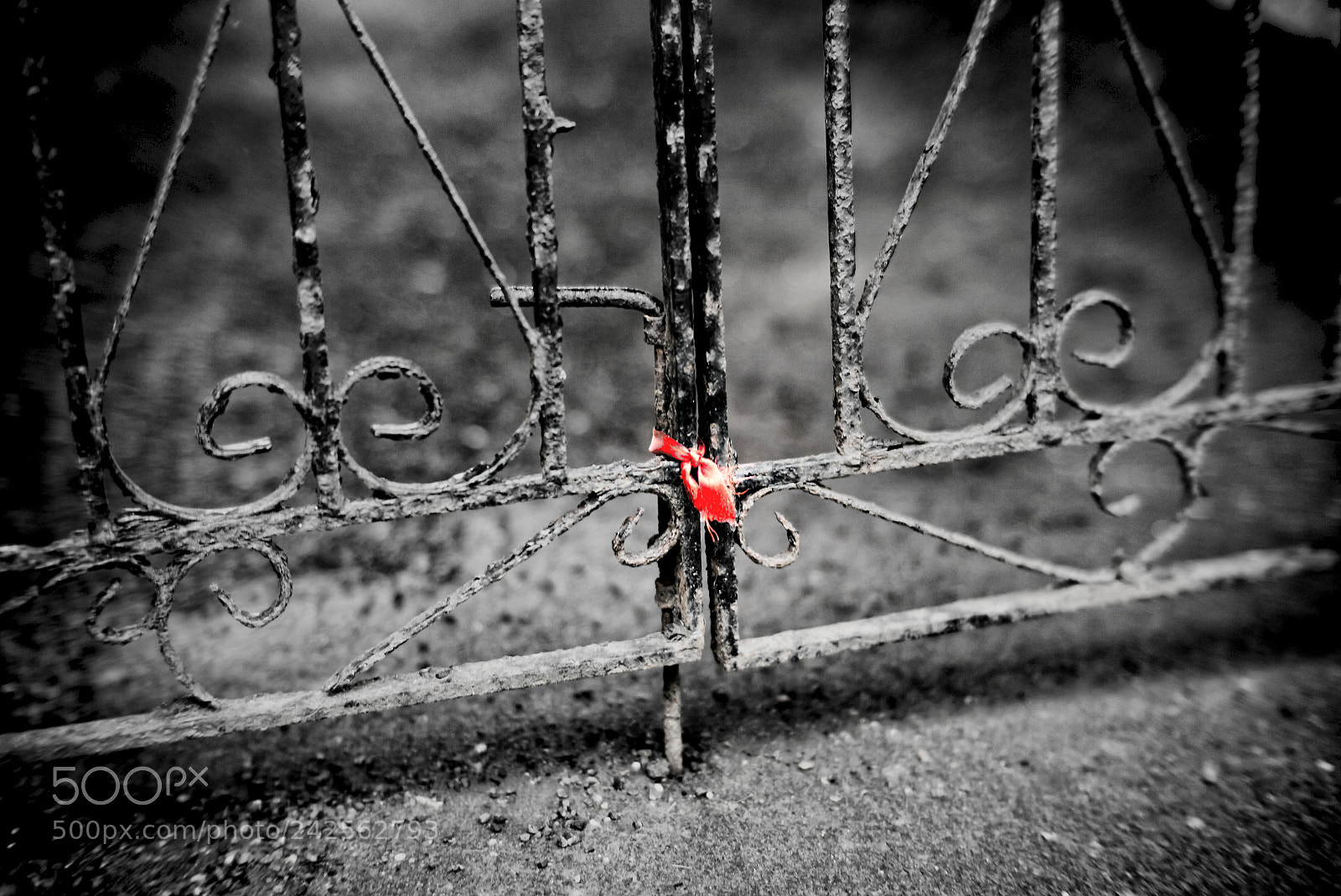 Leica M (Typ 240) sample photo. Bound together photography
