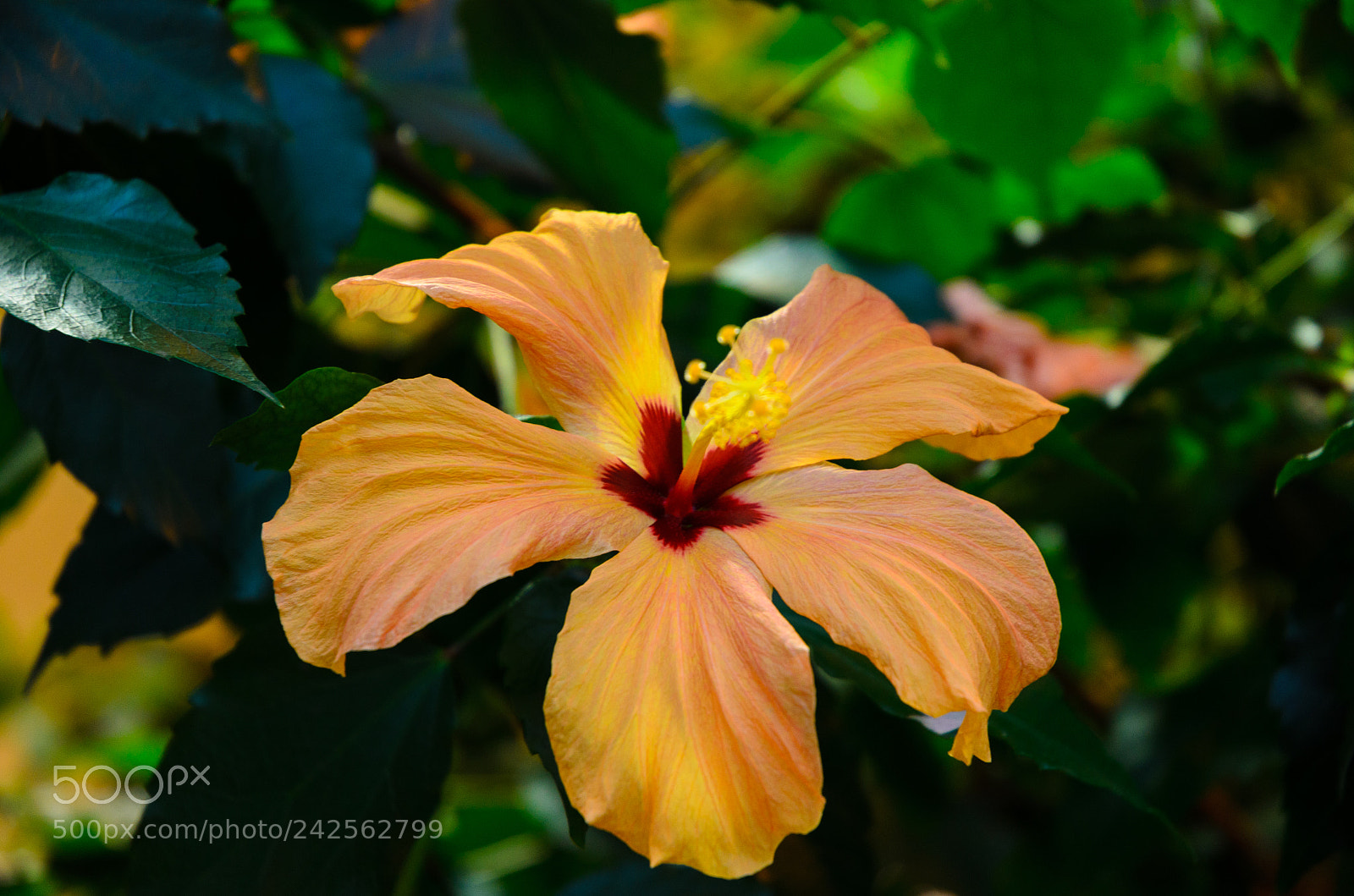 Nikon D5100 sample photo. 262 photography