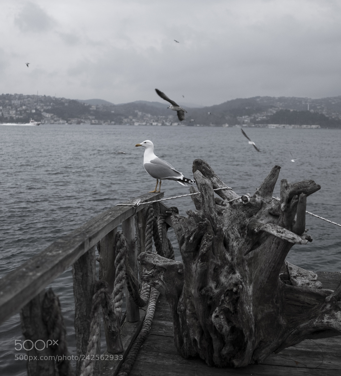 Fujifilm X-T2 sample photo. Kus photography