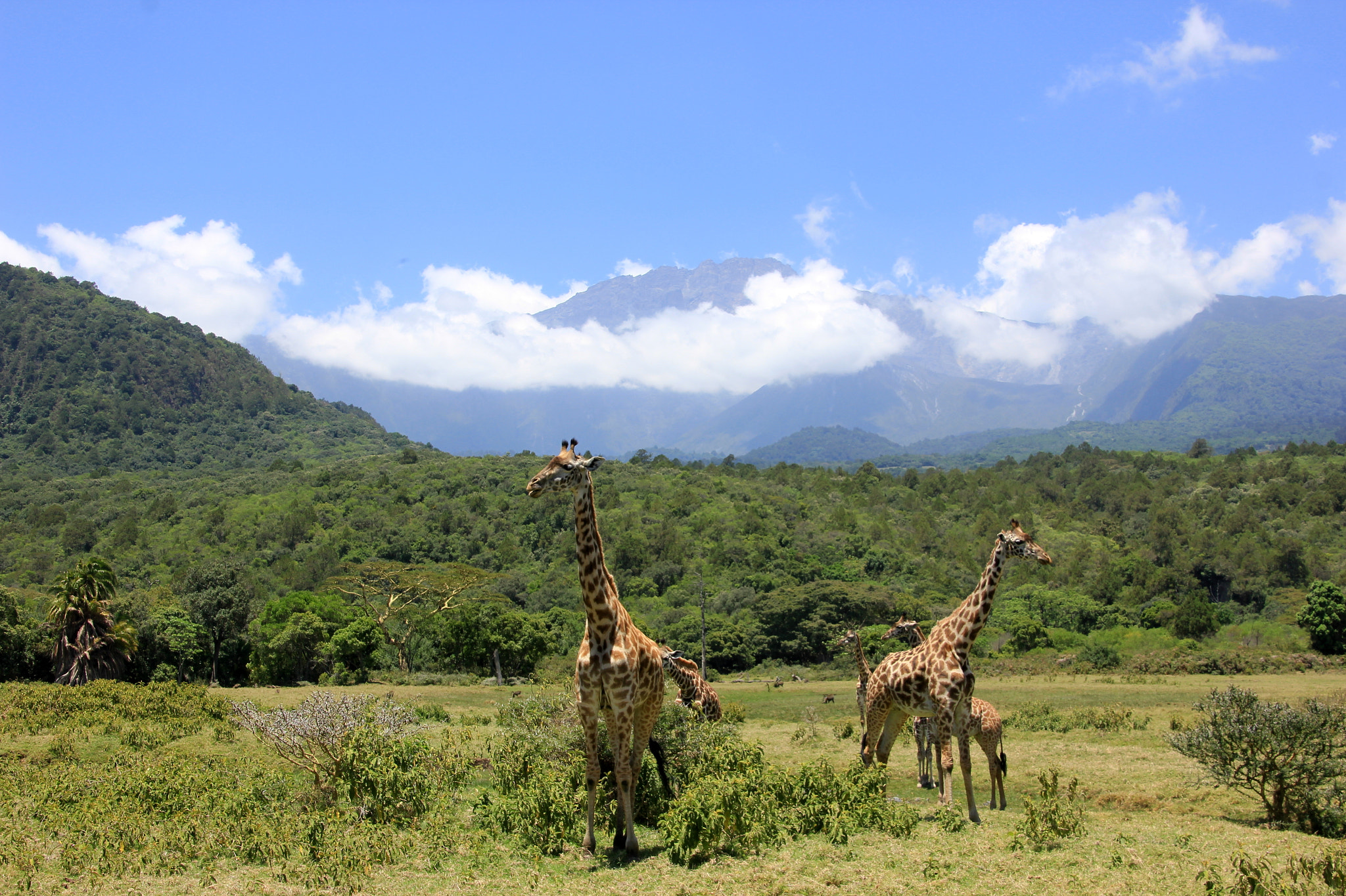 Canon EOS 550D (EOS Rebel T2i / EOS Kiss X4) sample photo. Giraffe photography