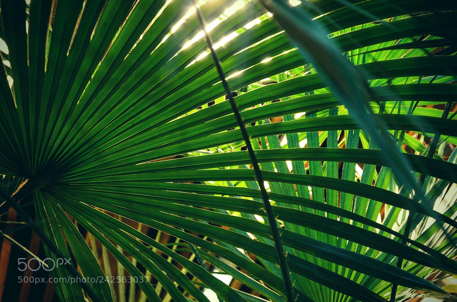 Nikon D5100 sample photo. 263 photography