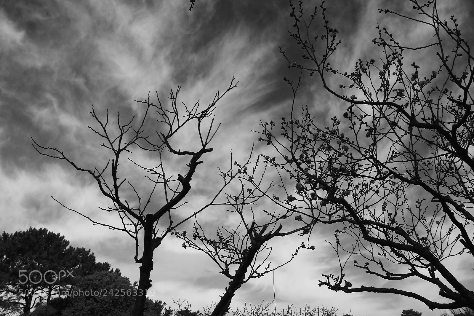Canon EF-S 18-135mm F3.5-5.6 IS sample photo. Roll on, spring ! /  春よ来い photography