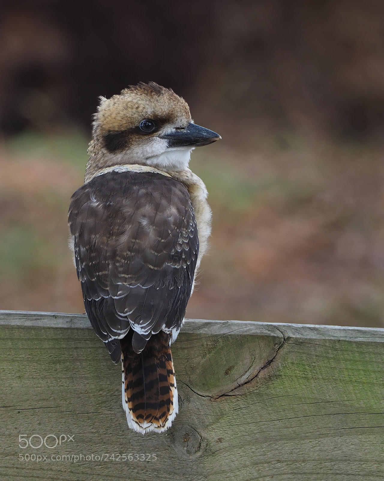 Olympus OM-D E-M1 Mark II sample photo. Young laughing kookaburra photography