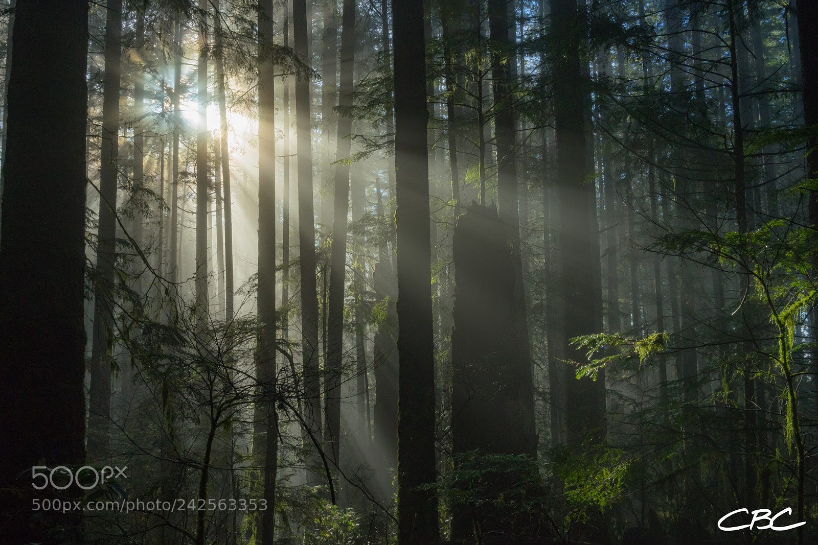 Sony a7 II sample photo. Mount seymour ride in photography