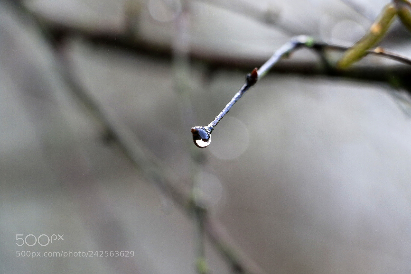 Canon EOS 7D Mark II sample photo. Untitled photography