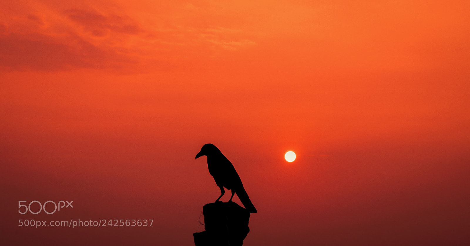 Canon EOS 750D (EOS Rebel T6i / EOS Kiss X8i) sample photo. Fly for a sunset photography