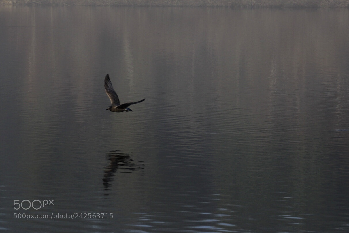 Canon EOS 7D Mark II sample photo. Untitled photography