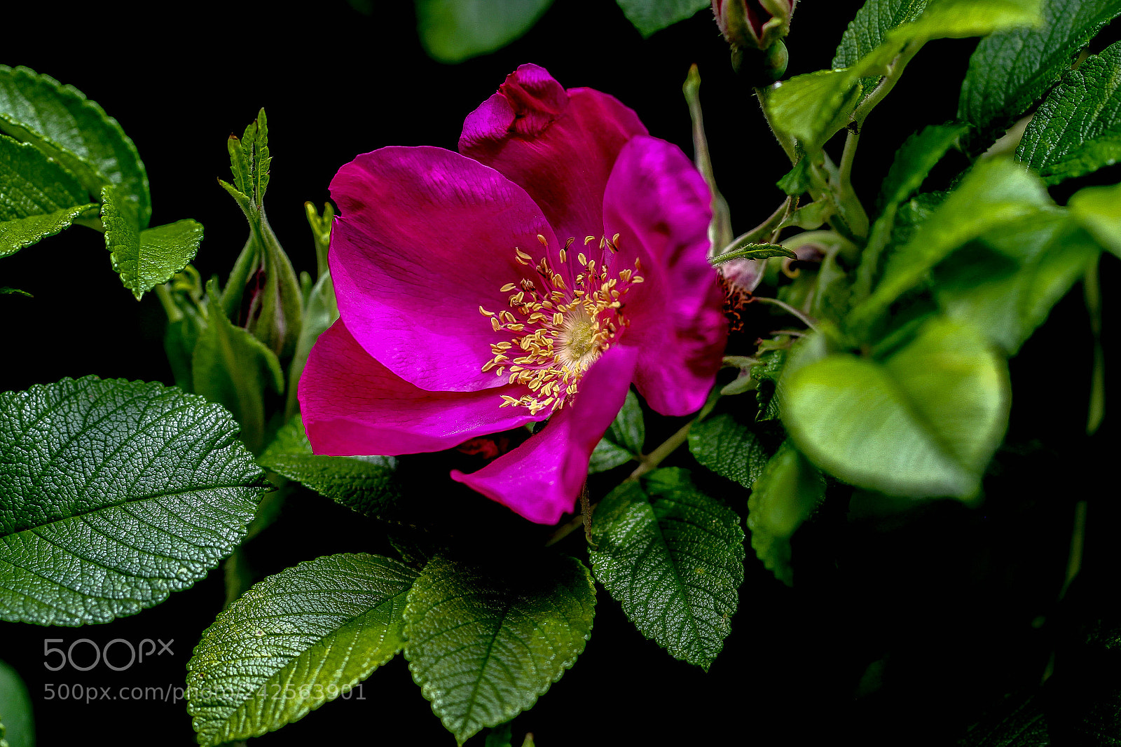 Canon EOS 60D sample photo. Camellia photography