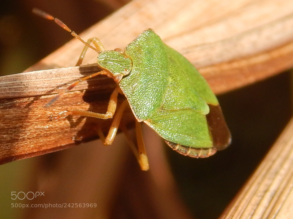 Nikon Coolpix L820 sample photo. Green beetle photography