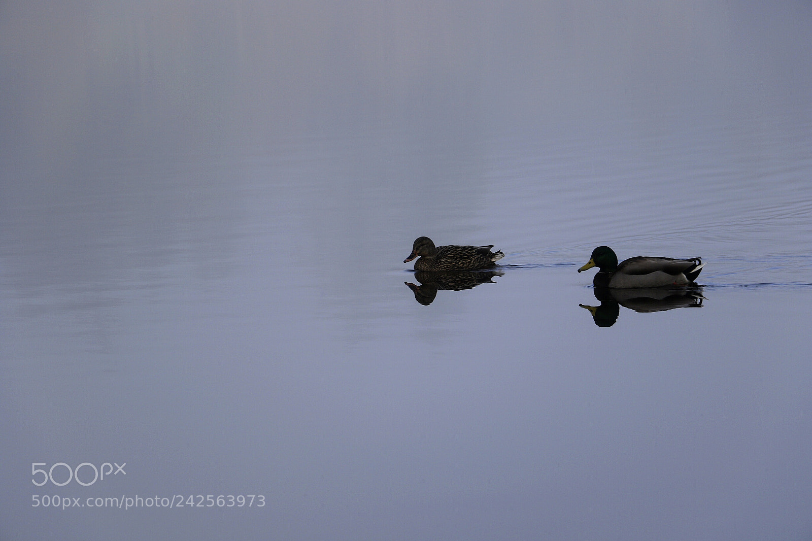 Canon EOS 7D Mark II sample photo. Untitled photography