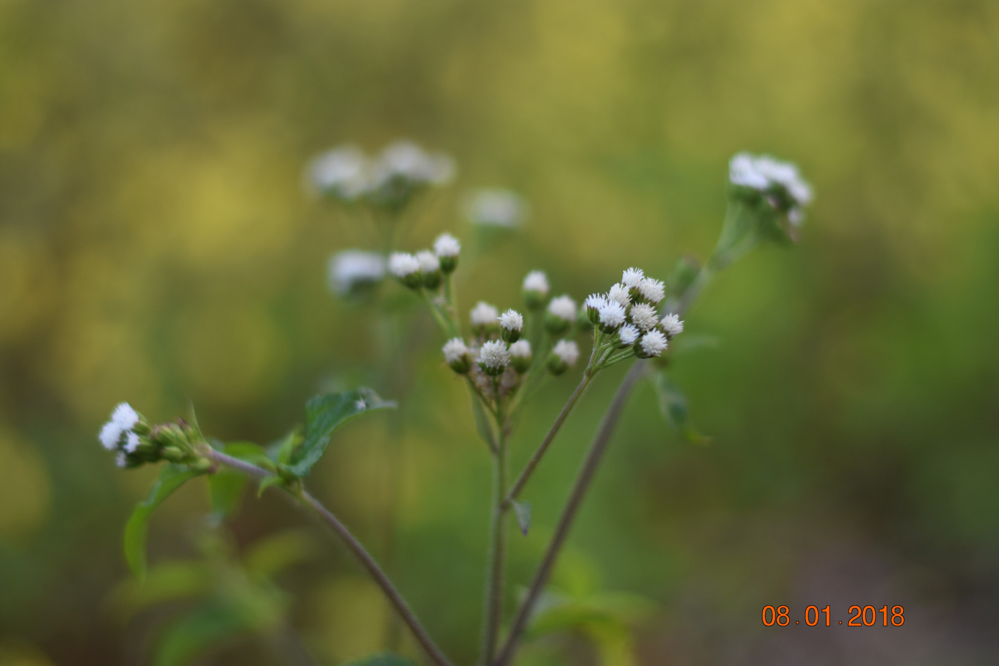 Nikon D3400 sample photo. Nameless flowers photography
