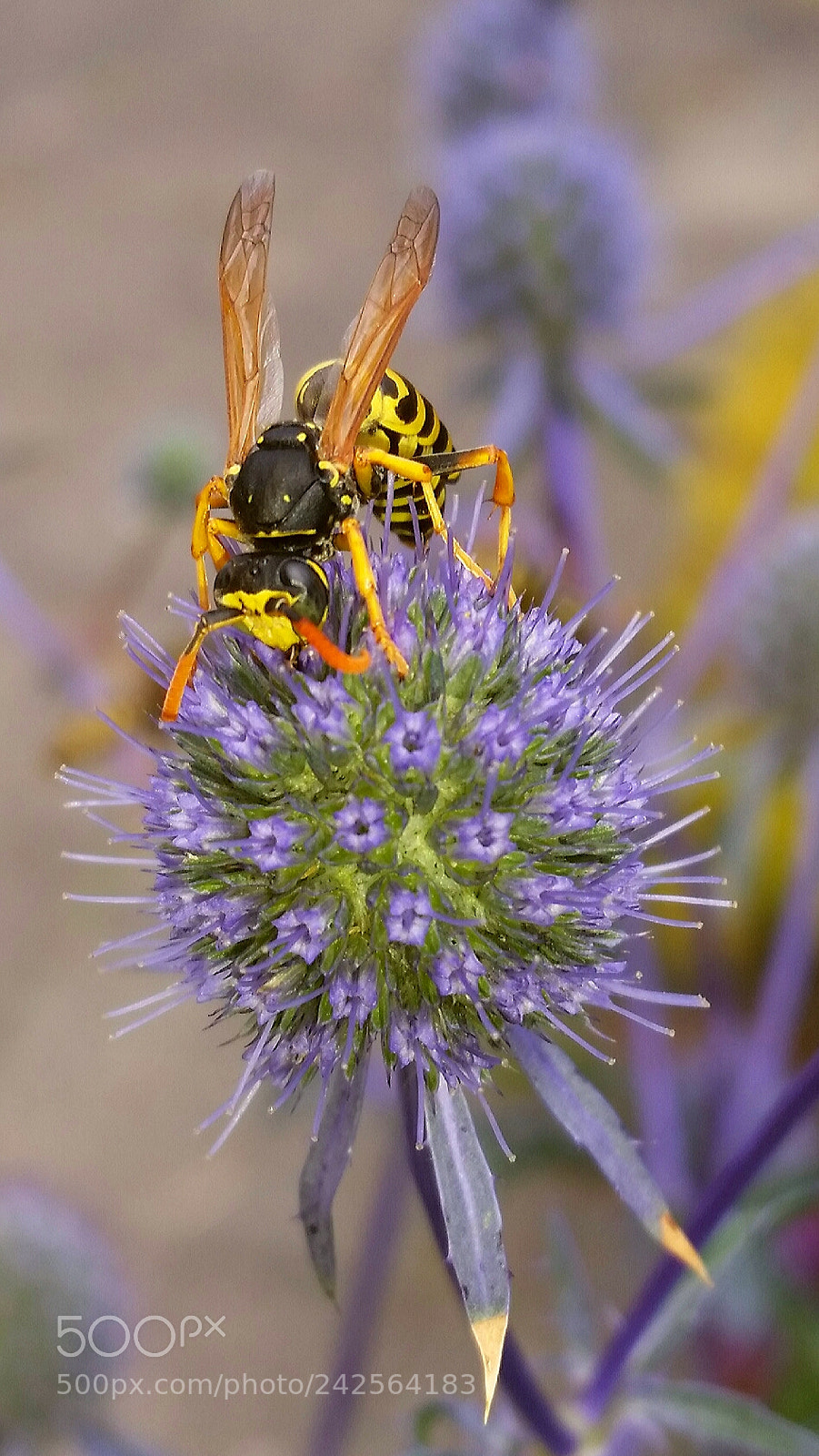 Samsung Galaxy S5 sample photo. Wesp photography