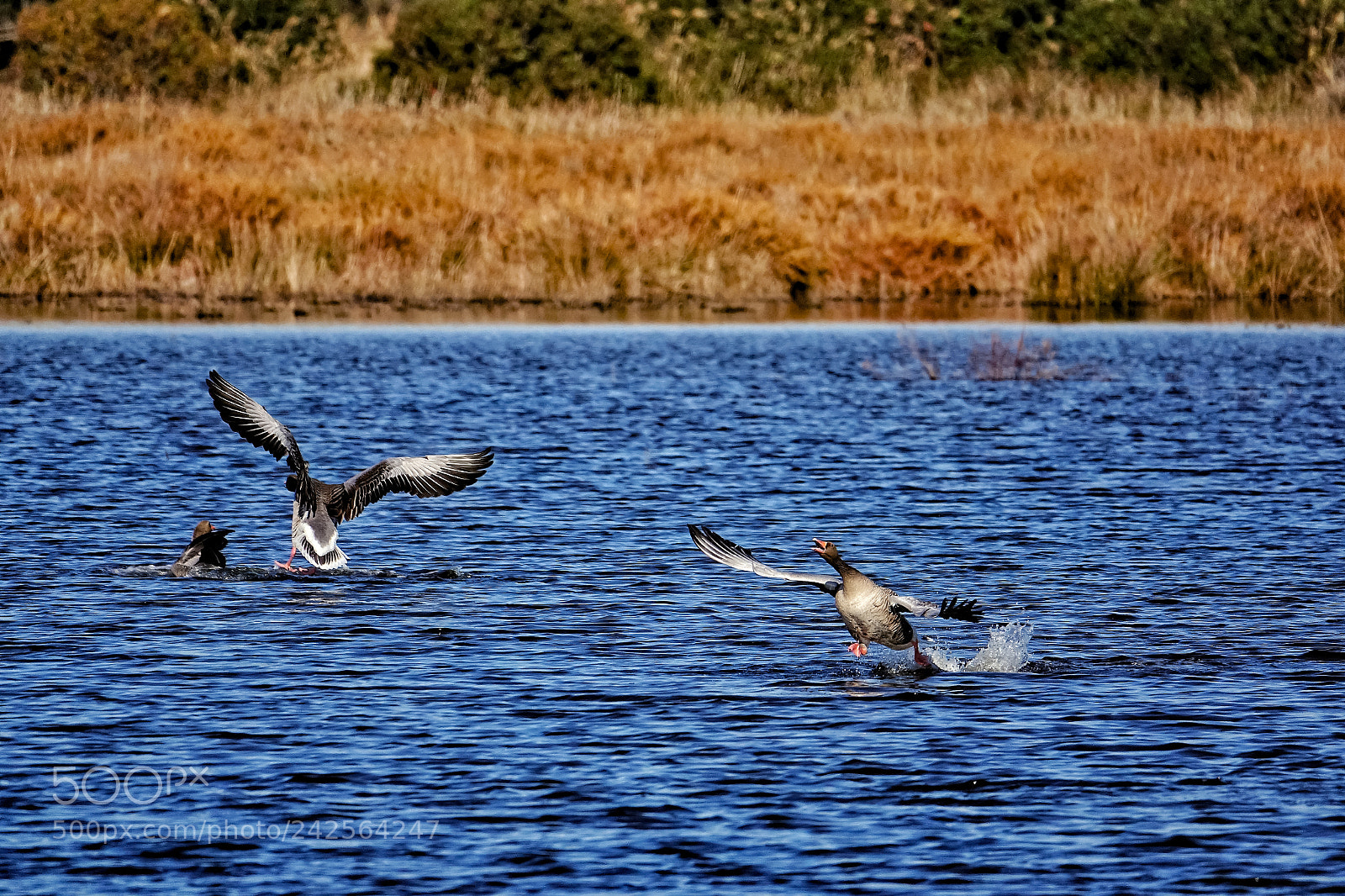 Sony Cyber-shot DSC-RX10 III sample photo. Take off and landing photography