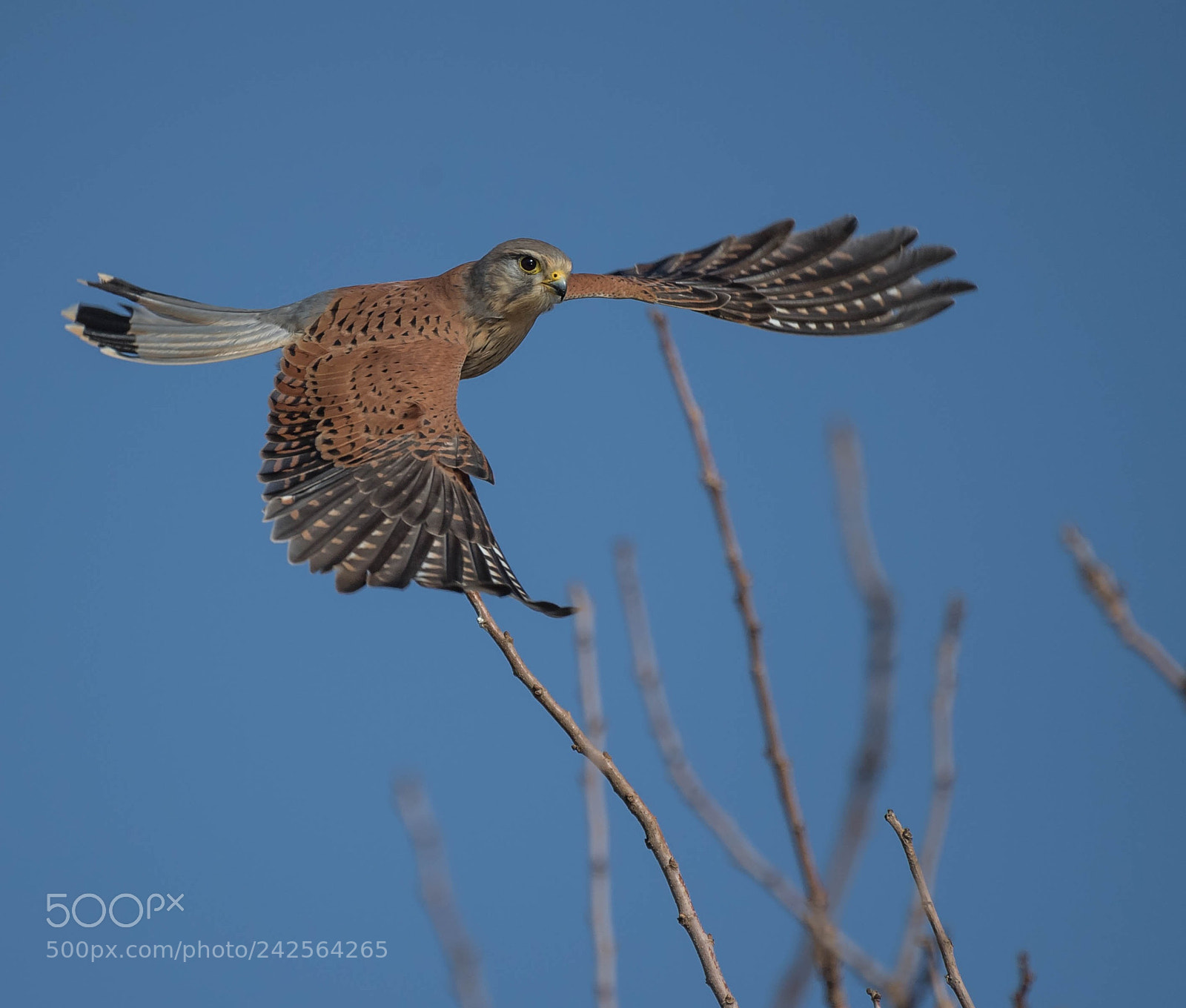 Nikon D5 sample photo. Falcon photography