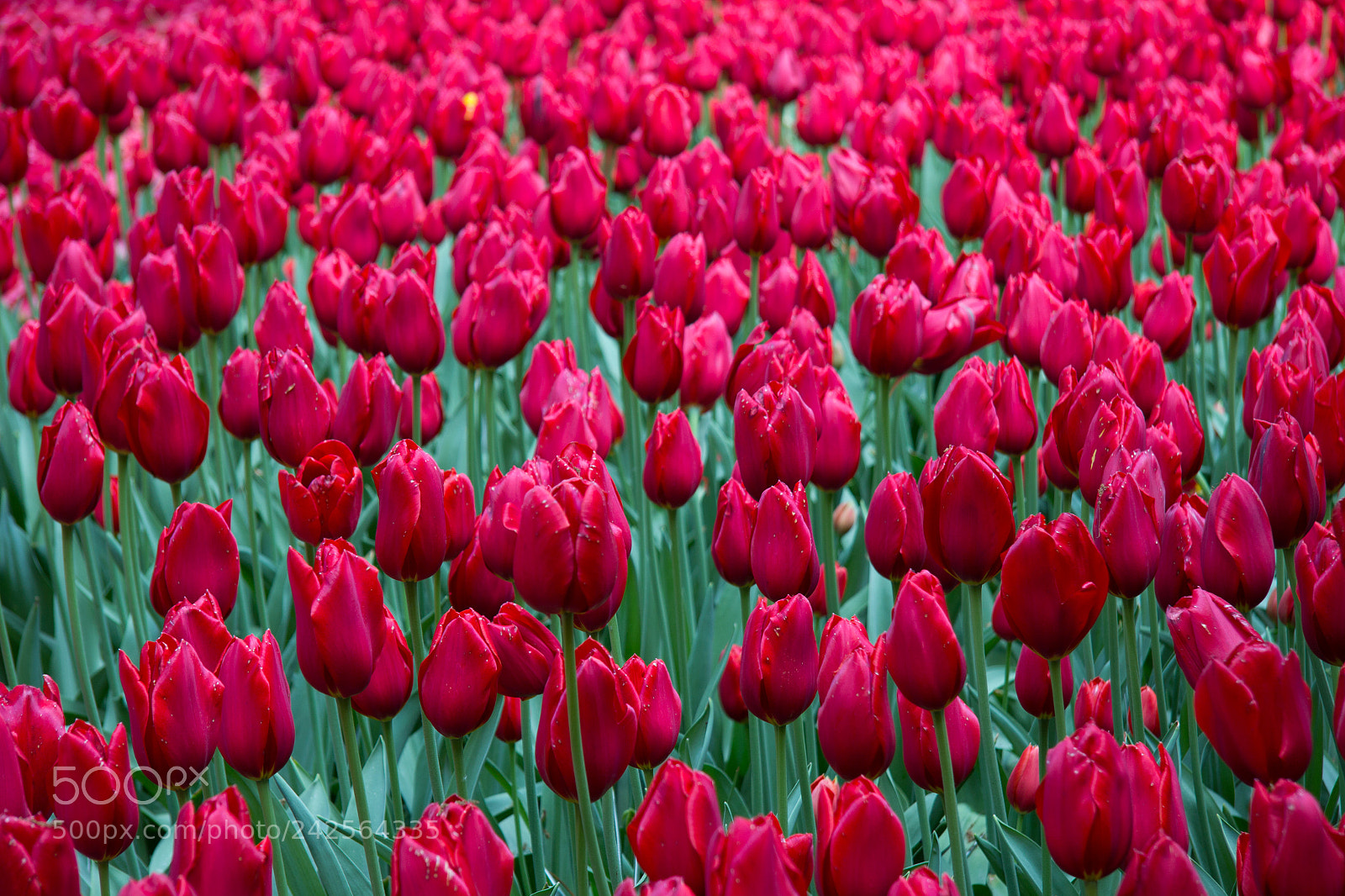 Canon EOS 60D sample photo. Red tulip field photography