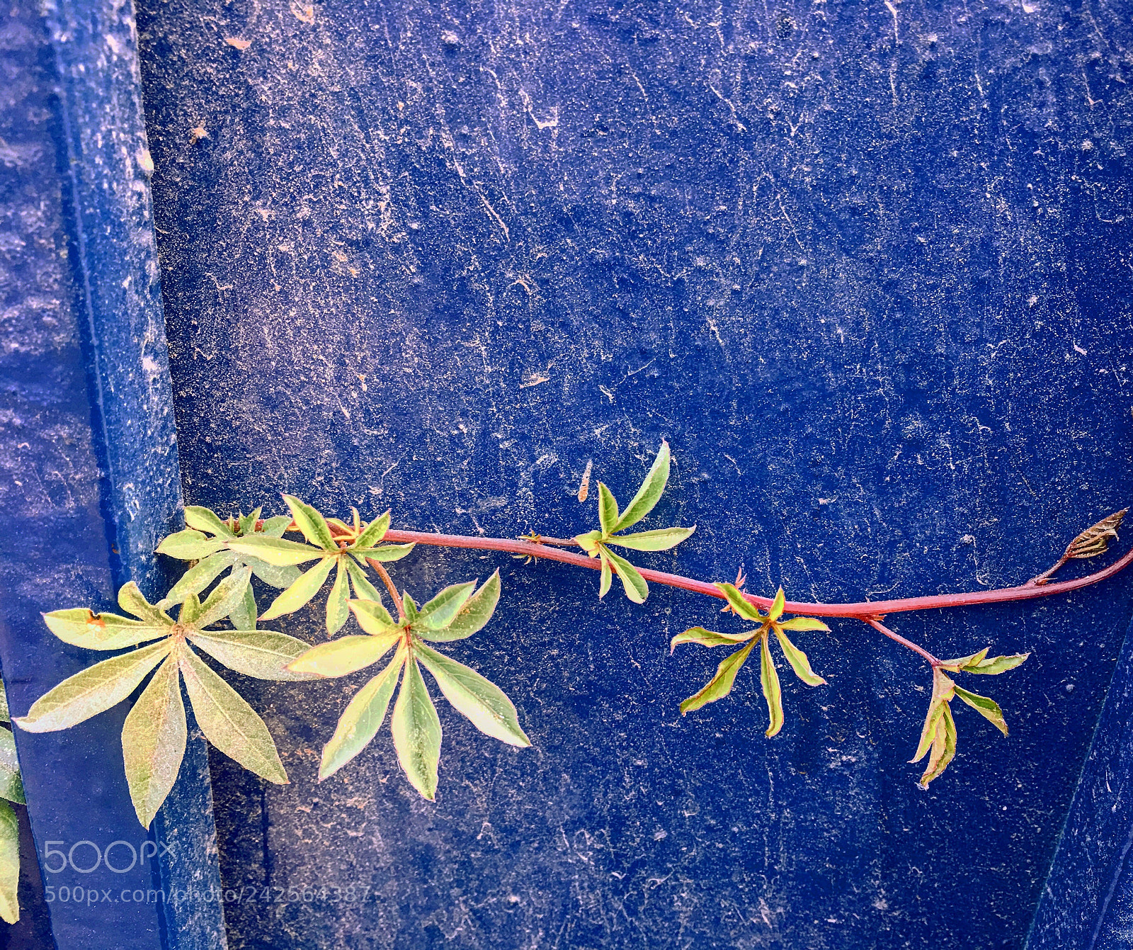 Apple iPhone 6s Plus sample photo. Untitled photography