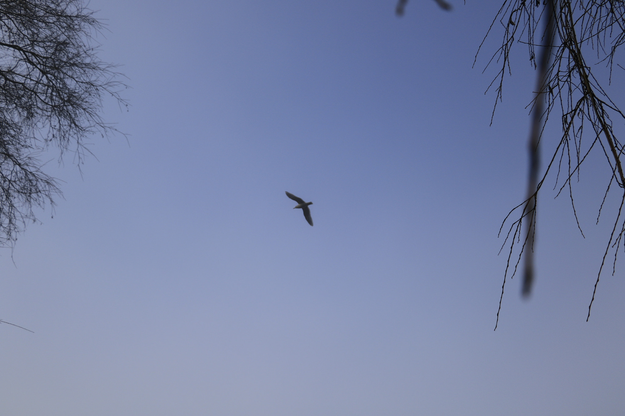 Canon EOS 7D Mark II sample photo
