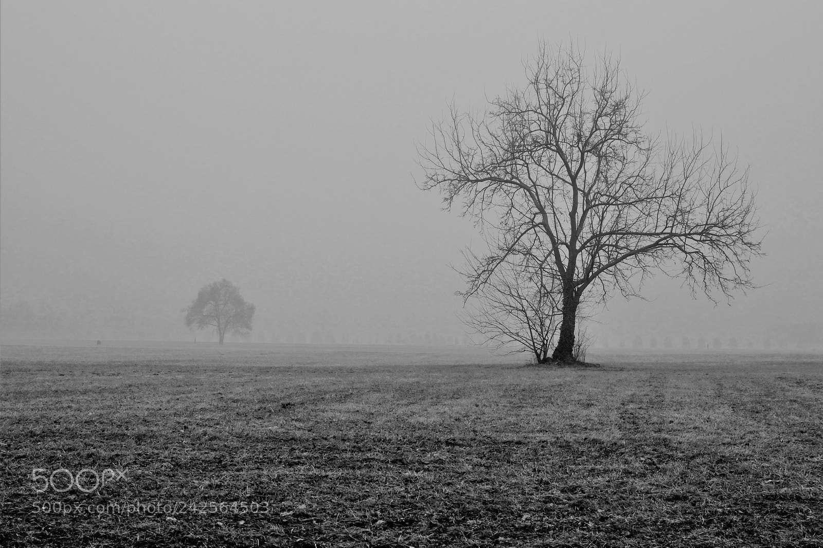 Sony SLT-A77 sample photo. Two photography