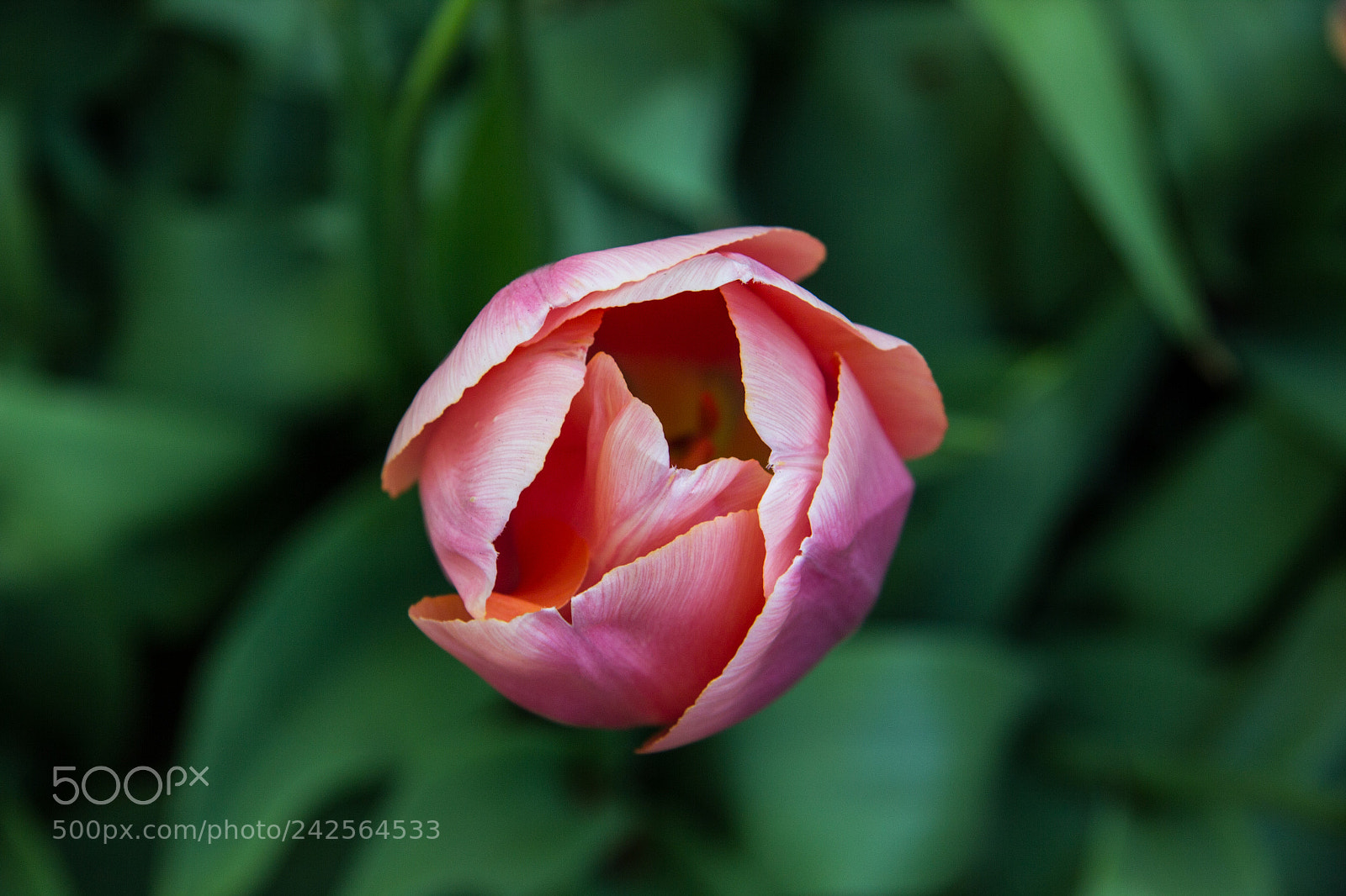 Canon EOS 60D sample photo. Pink tulip photography