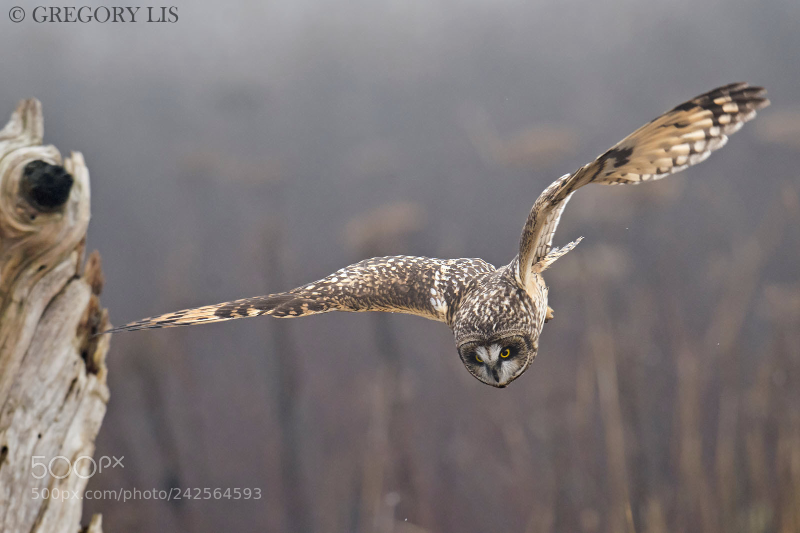 Nikon D810 sample photo. Short-eared owl in attack photography