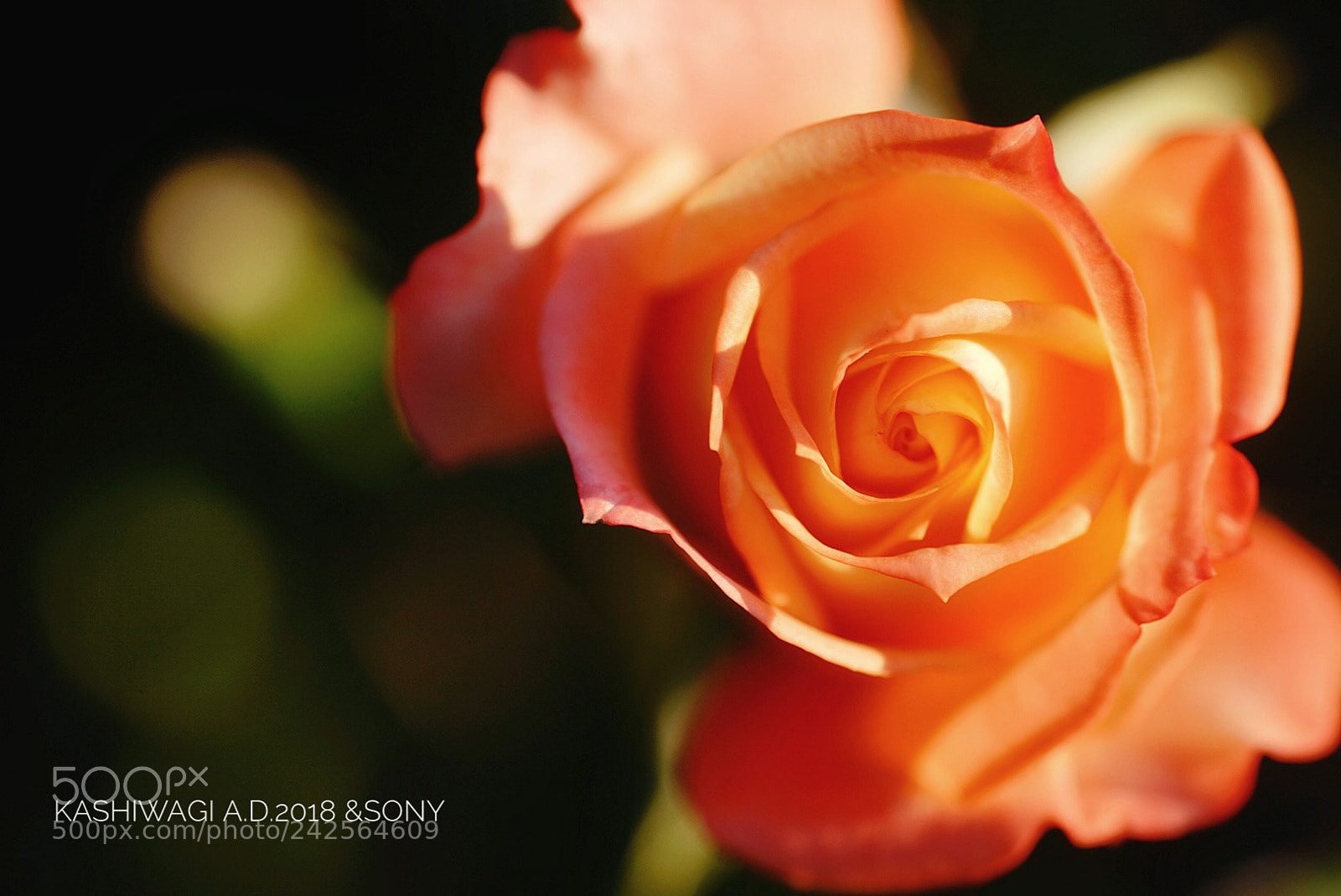 Sony a7 II sample photo. Kocho / japan 1983 photography