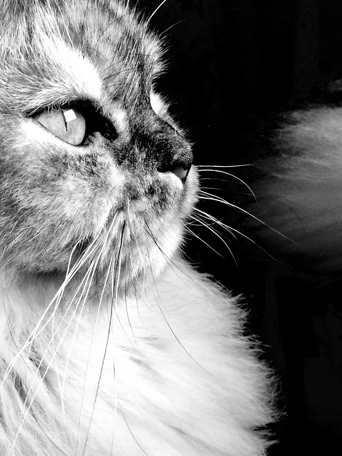Apple iPhone 5s sample photo. Untitled photography