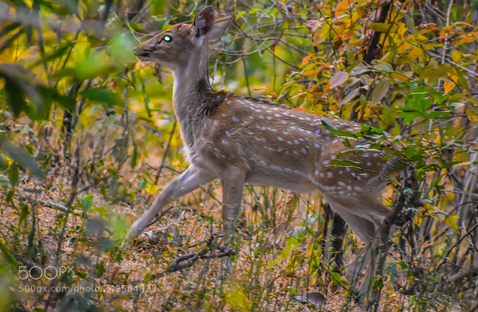 Nikon D3400 sample photo. Small stag photography