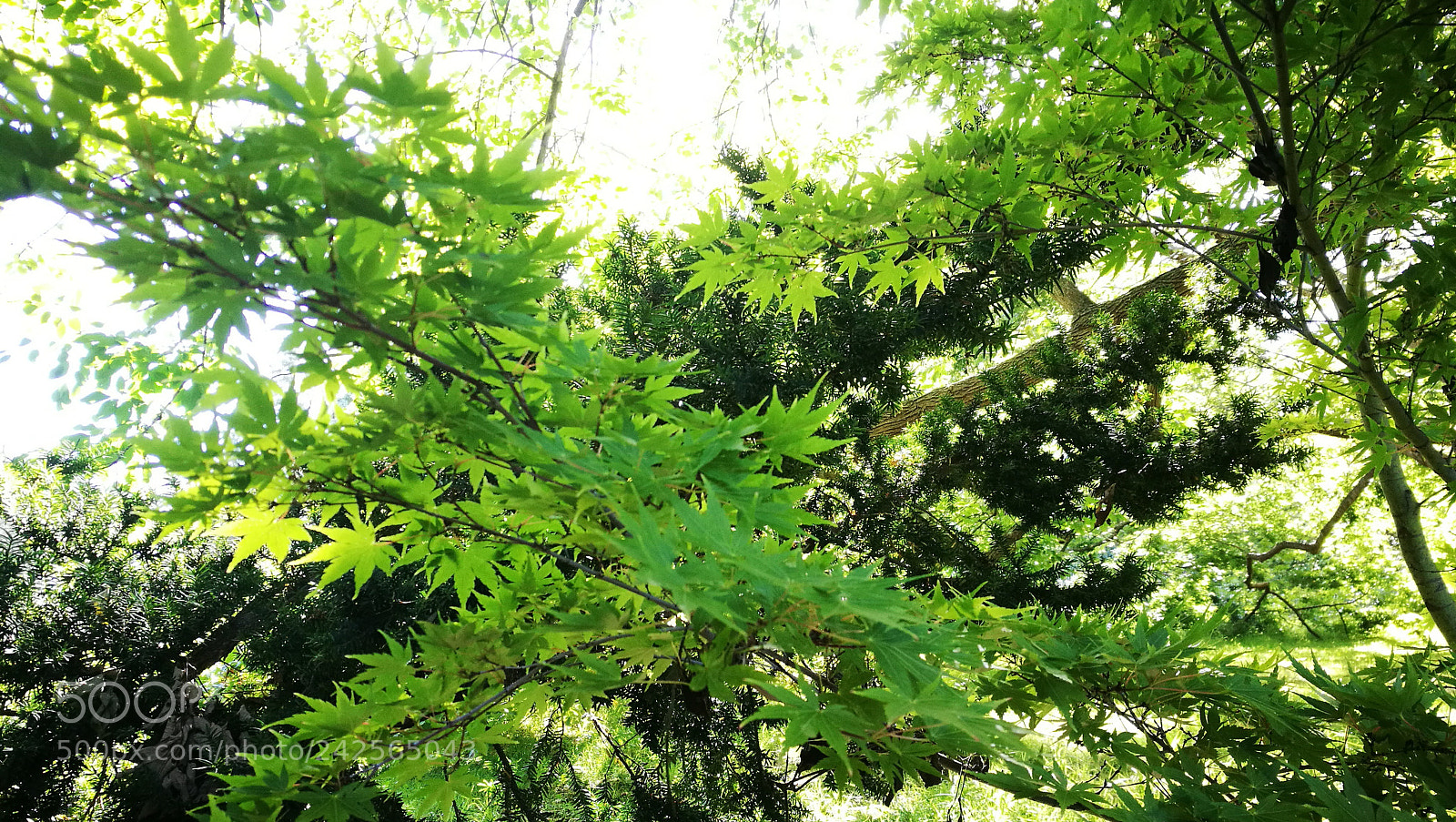 HUAWEI P9 sample photo. Japanese maple photography