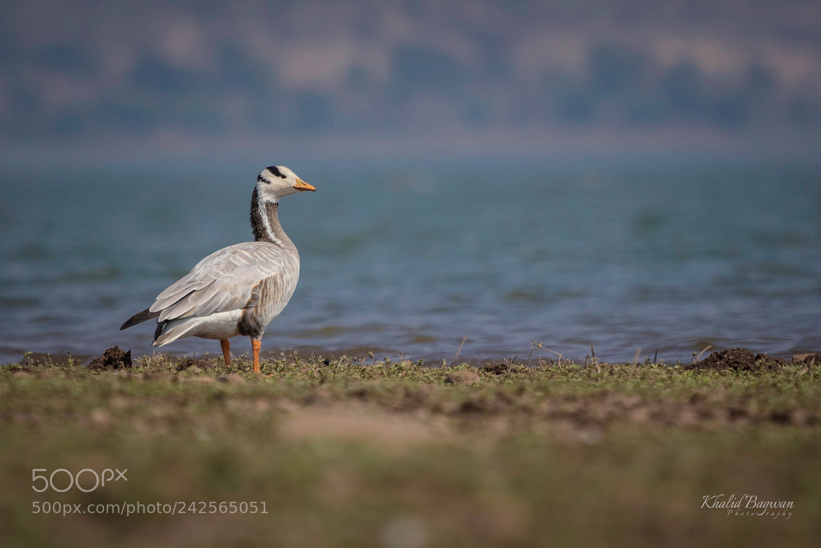 Canon EOS 7D Mark II sample photo. Bar headed goose photography