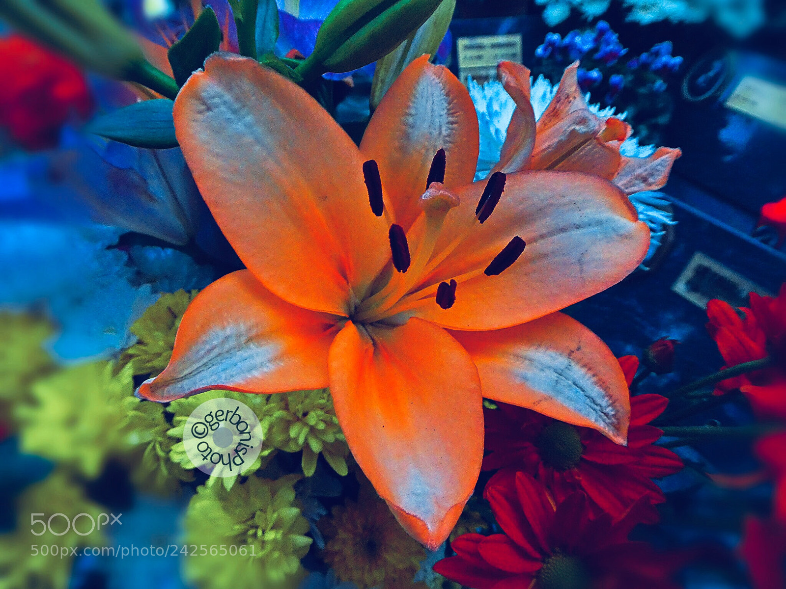 Panasonic Lumix DC-ZS70 (Lumix DC-TZ90) sample photo. Orange lilium photography