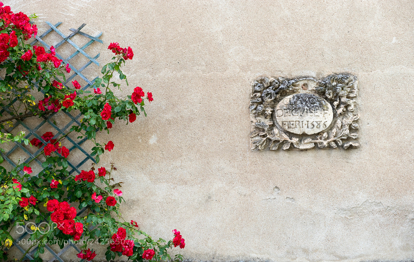 Sony a7 sample photo. Rose photography