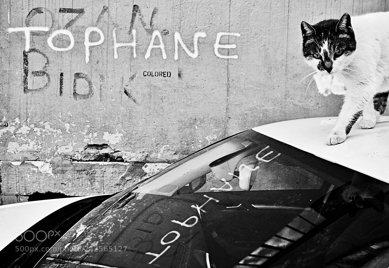 Canon EOS 100D (EOS Rebel SL1 / EOS Kiss X7) sample photo. Tophane cat photography