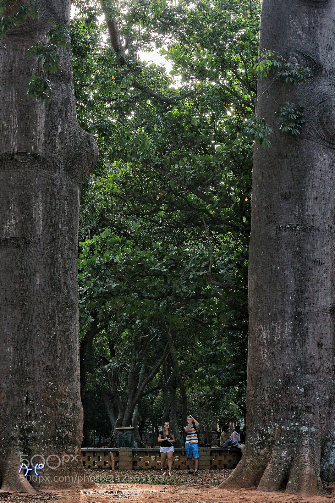 Canon EOS M10 sample photo. Amazing trunks photography