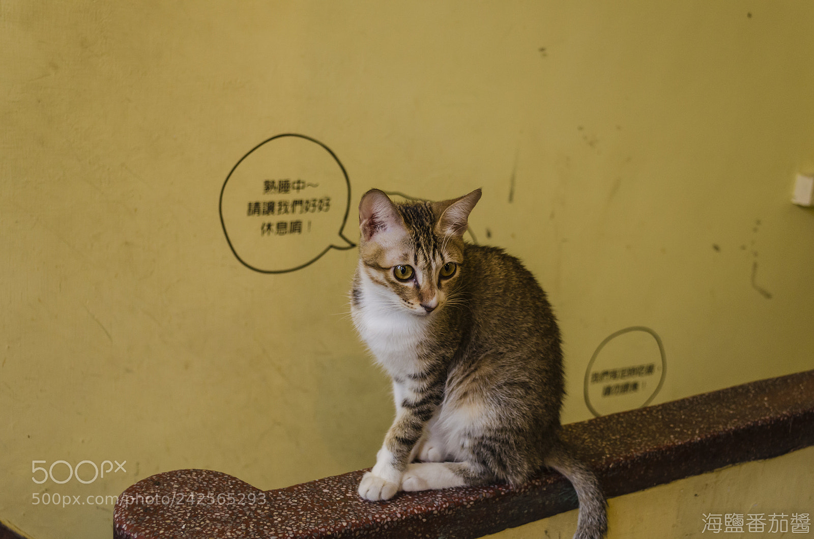 Nikon D5100 sample photo. Cat photography