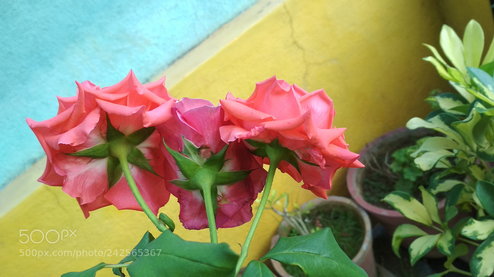 Xiaomi Redmi 4 Pro sample photo. Untitled photography