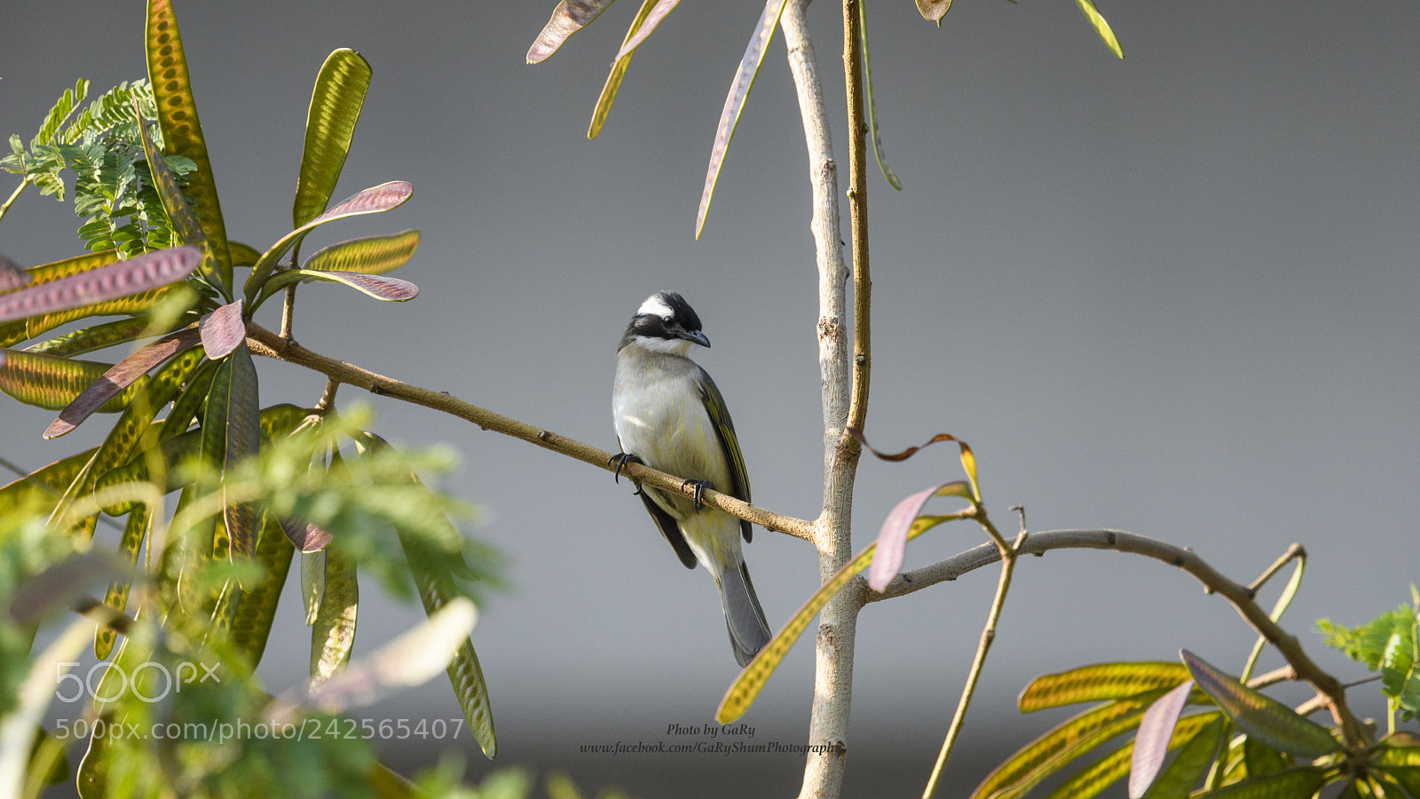 Nikon D500 sample photo. ?? photography