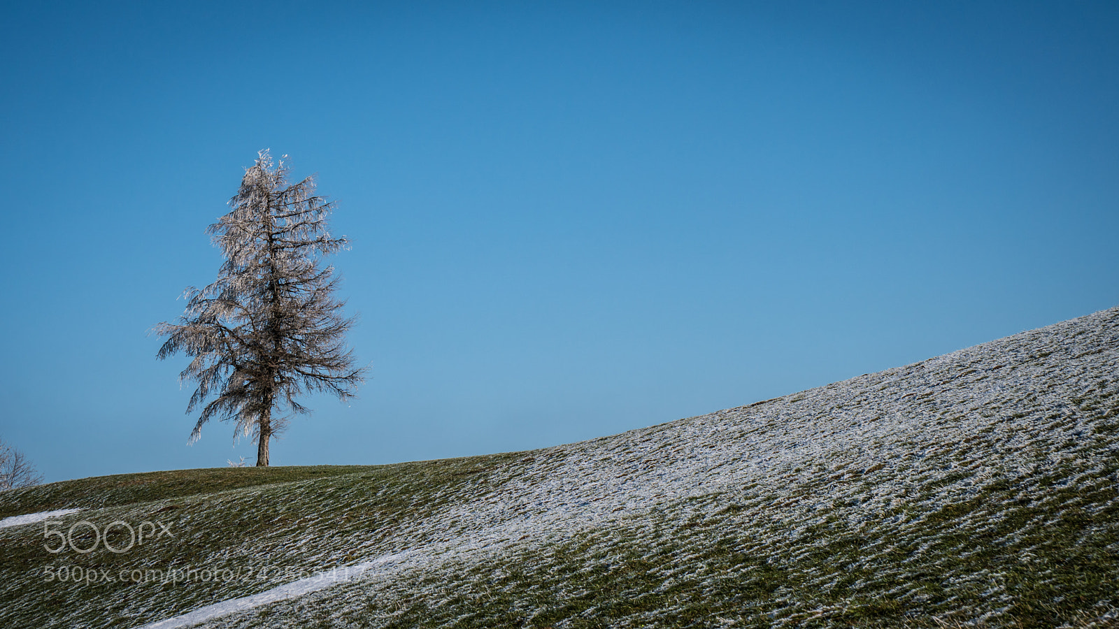 Sony a6300 sample photo. Iced trees photography