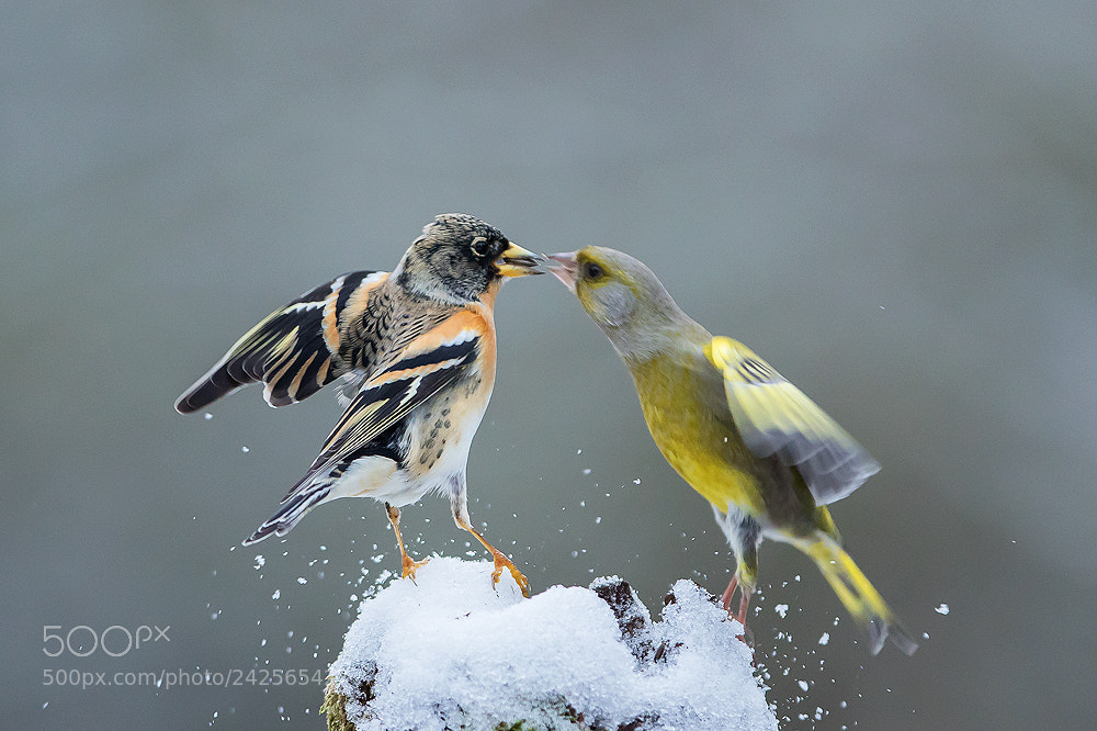 Canon EOS 7D Mark II sample photo. Snow dance photography