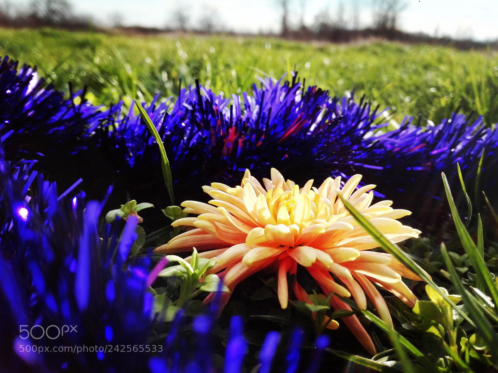 HUAWEI P8 Lite sample photo. Untitled photography