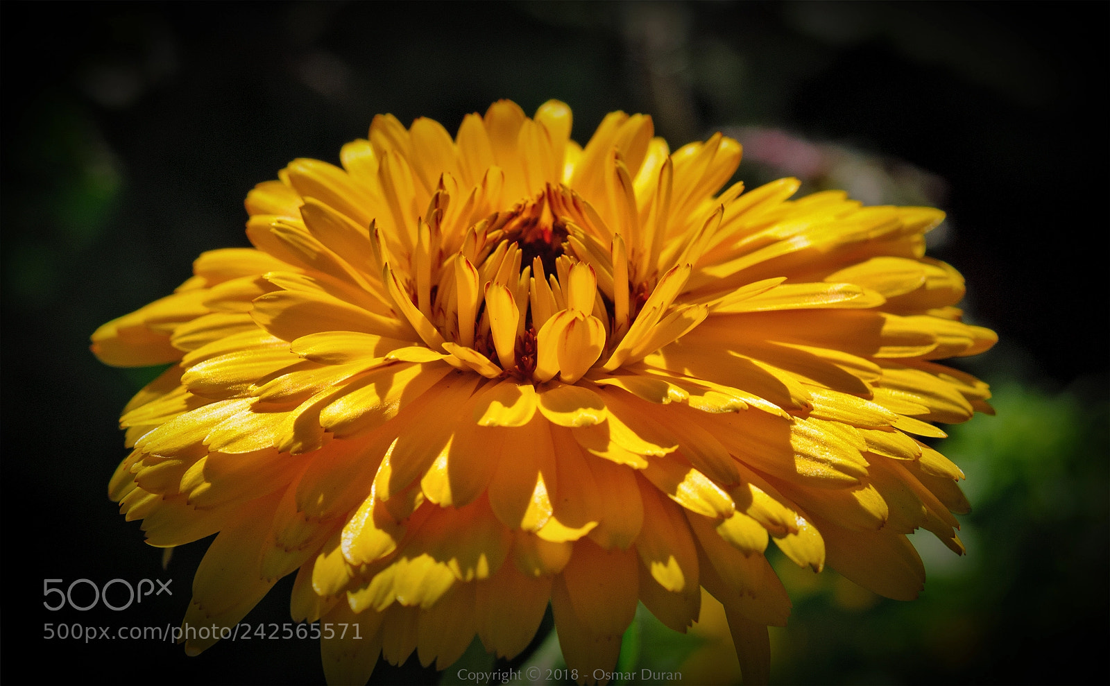 Nikon D200 sample photo. Intense photography