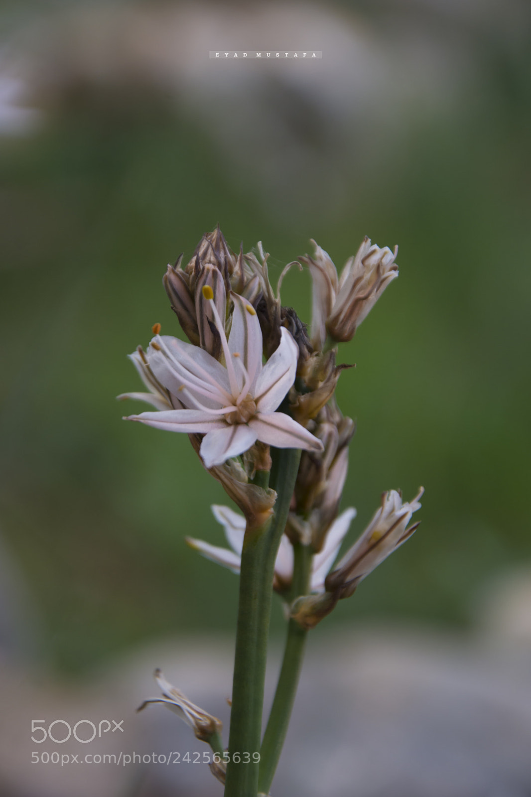 Nikon D7100 sample photo. Flowers photography