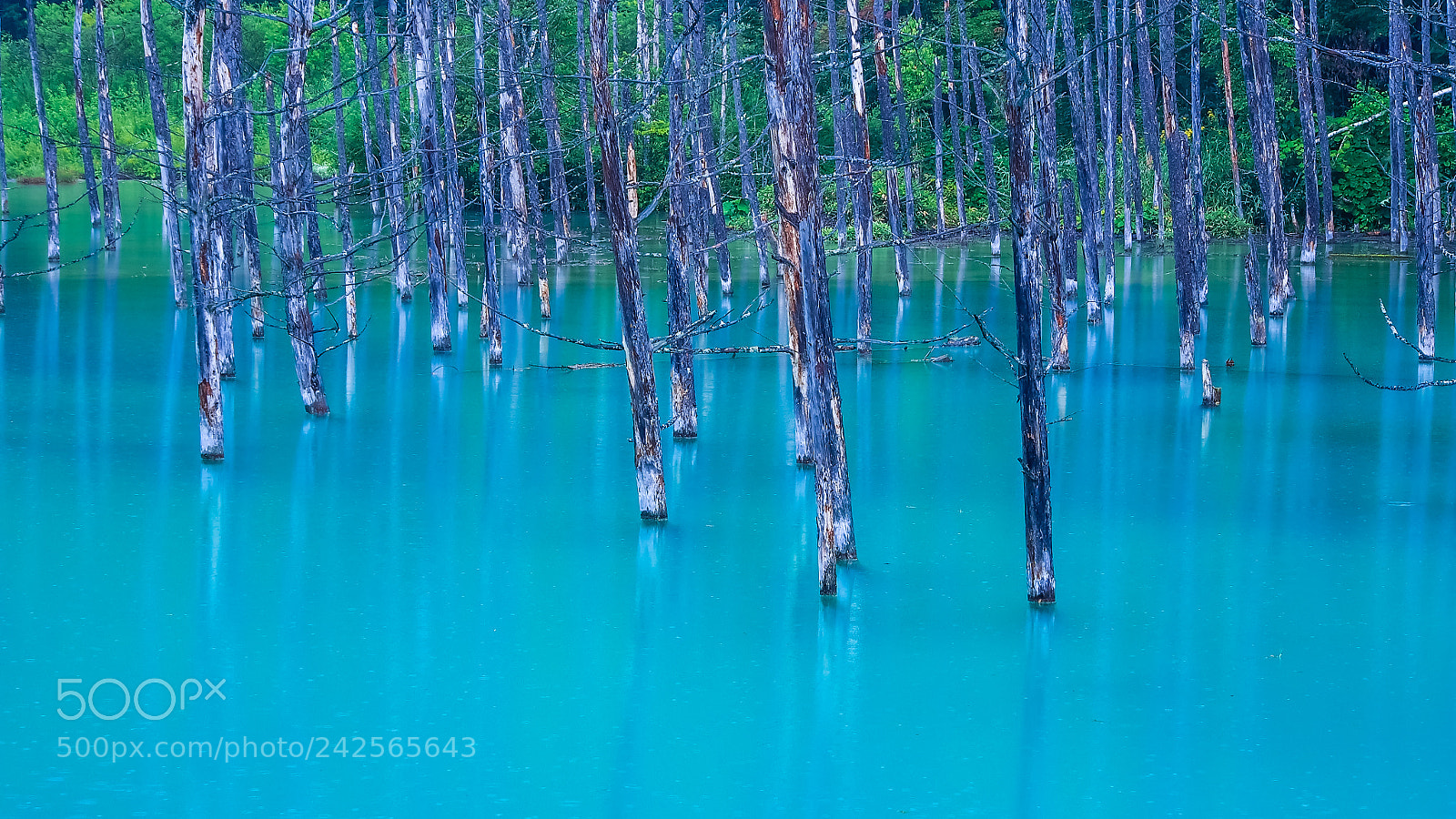 Olympus OM-D E-M5 sample photo. Blue pond photography