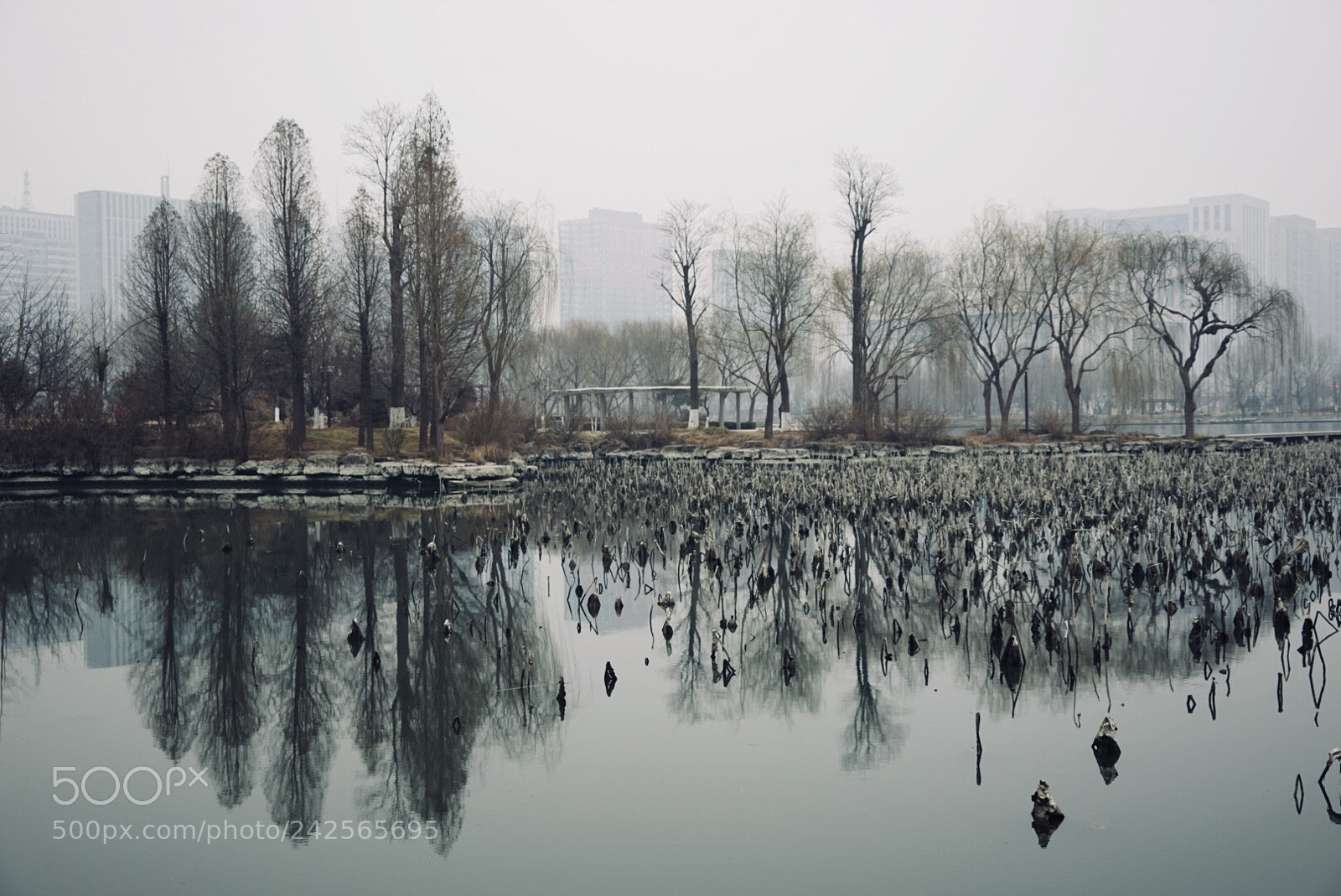 Sony a7 sample photo. 湖 photography