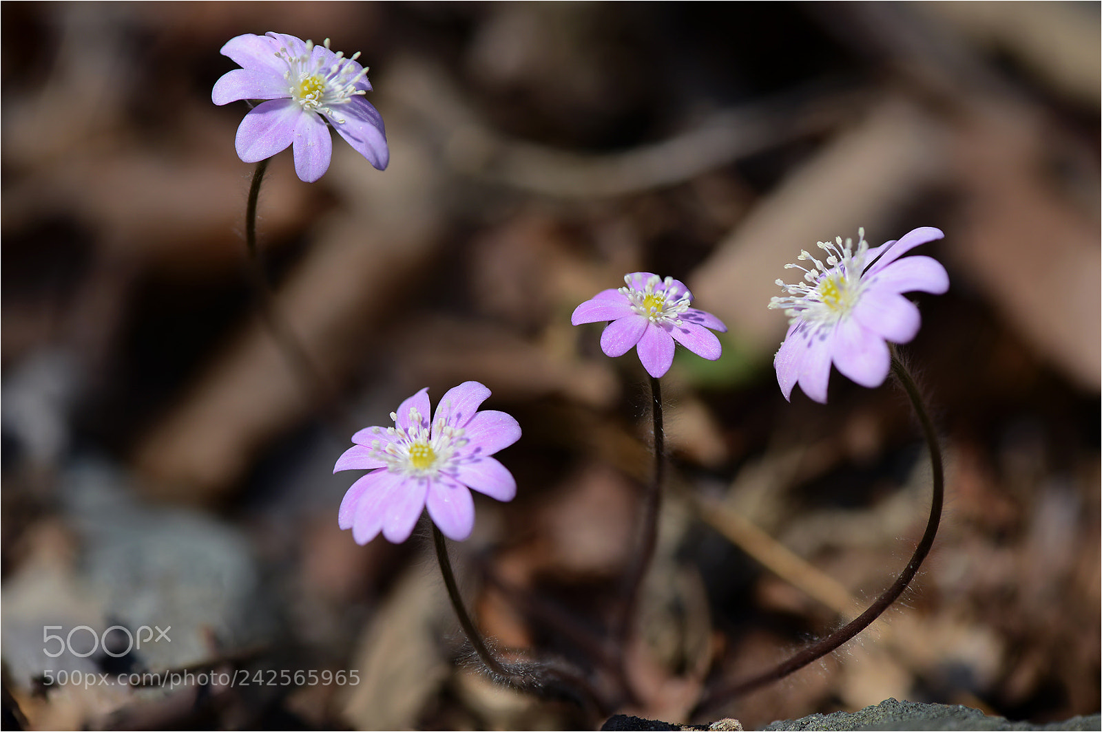 Nikon D800 sample photo. Hepatica photography