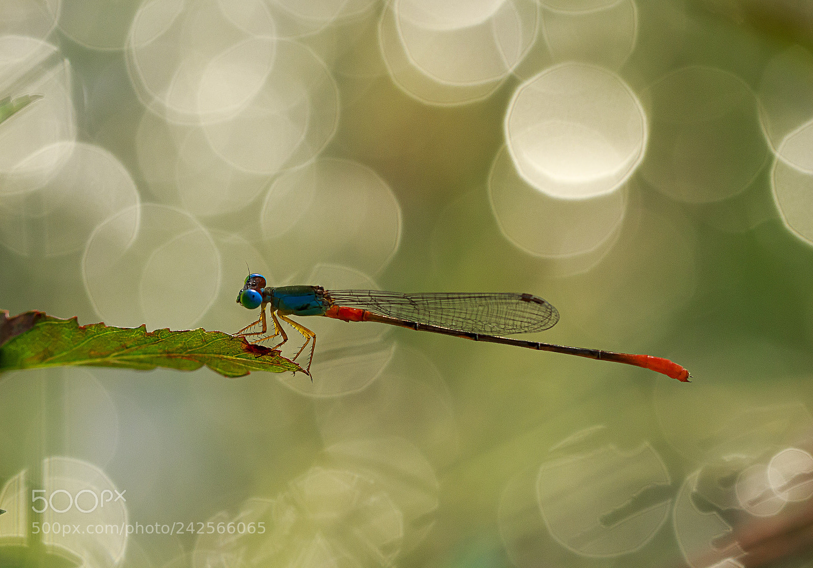 Canon EOS 60D sample photo. Dragonfly photography