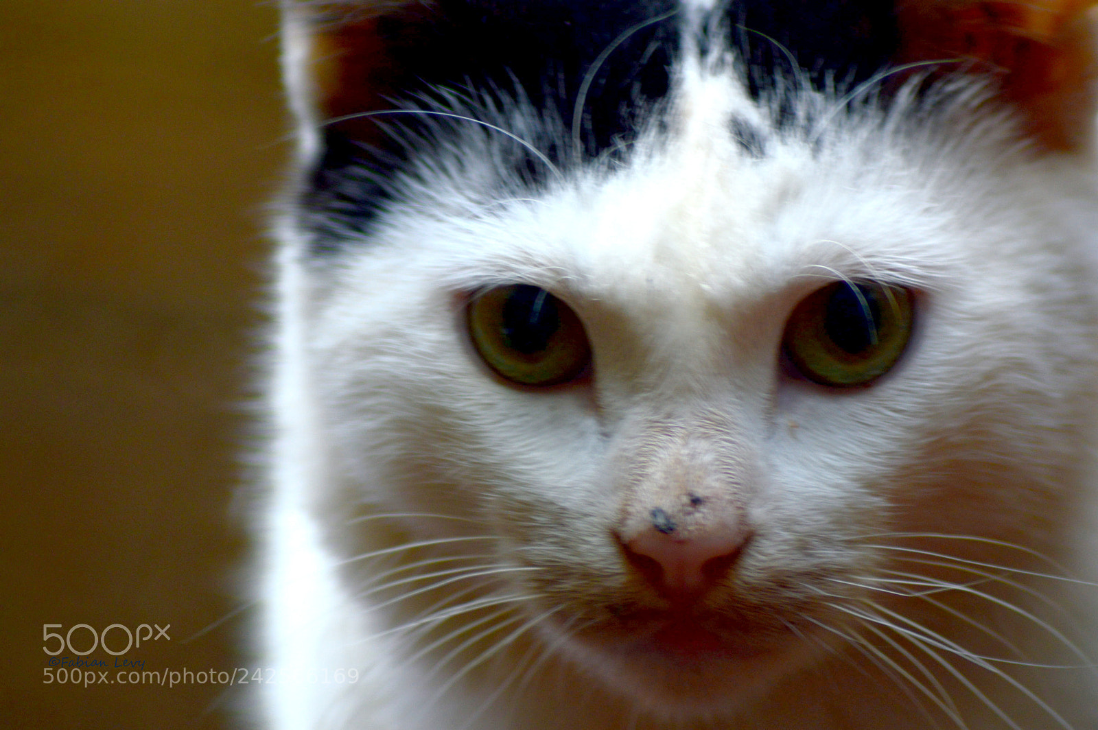 Nikon D3200 sample photo. Gatcat photography