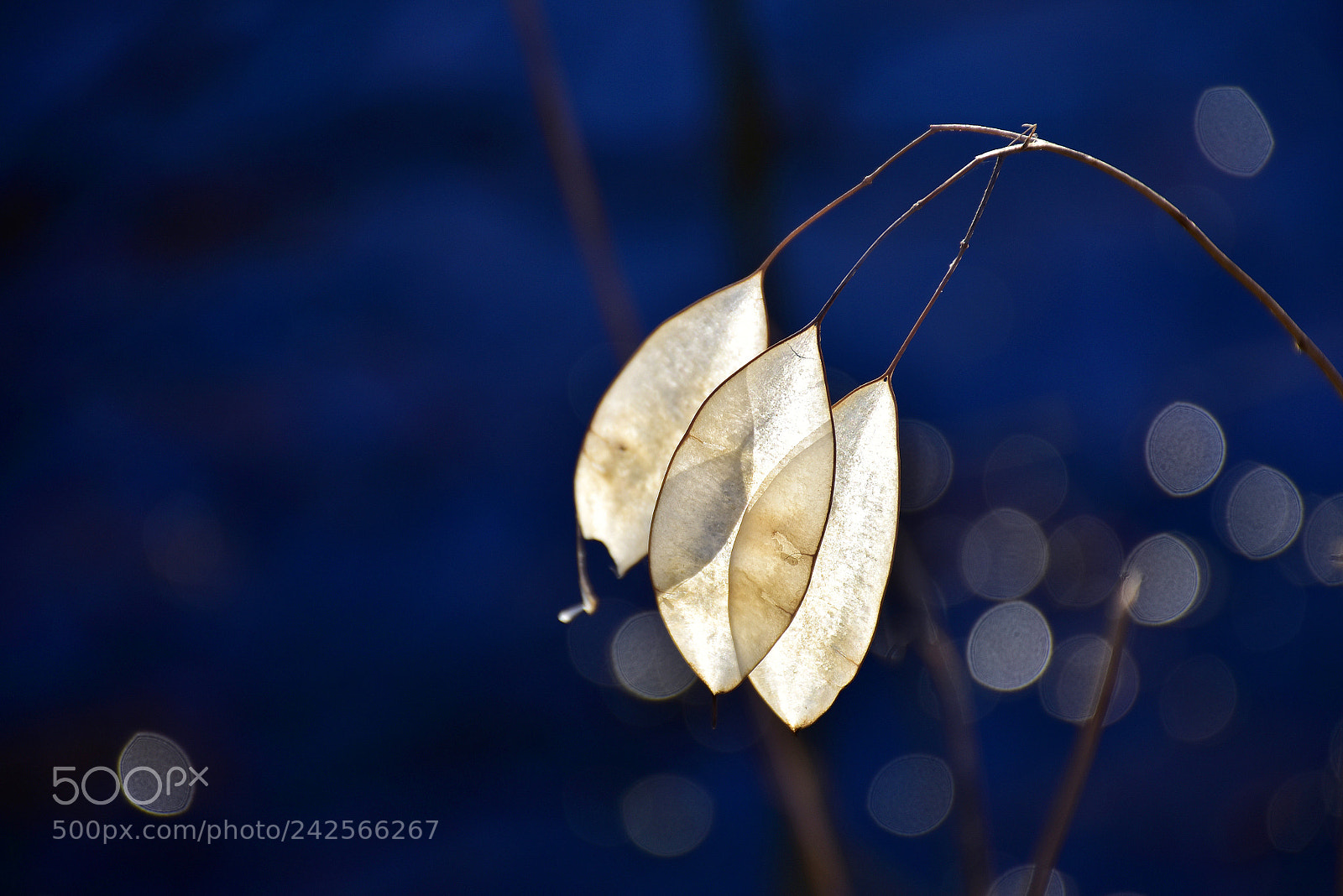 Nikon D7200 sample photo. Silver leaf plant in photography