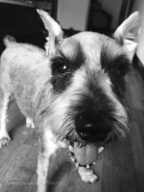 Apple iPhone 6s sample photo. Hello suzie photography